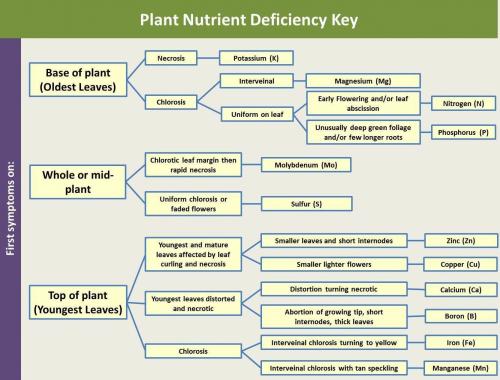 nutrient deficiency symptoms in plants pdf
