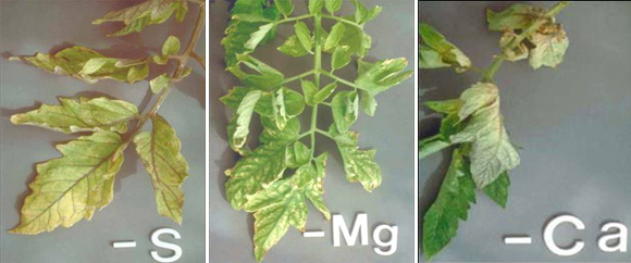 nutrient deficiency symptoms in plants pdf
