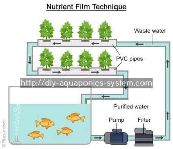 small scale fish farming techniques pdf