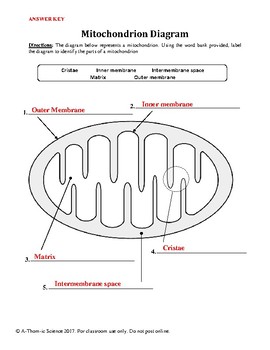 cellular respiration and photosynthesis worksheet pdf
